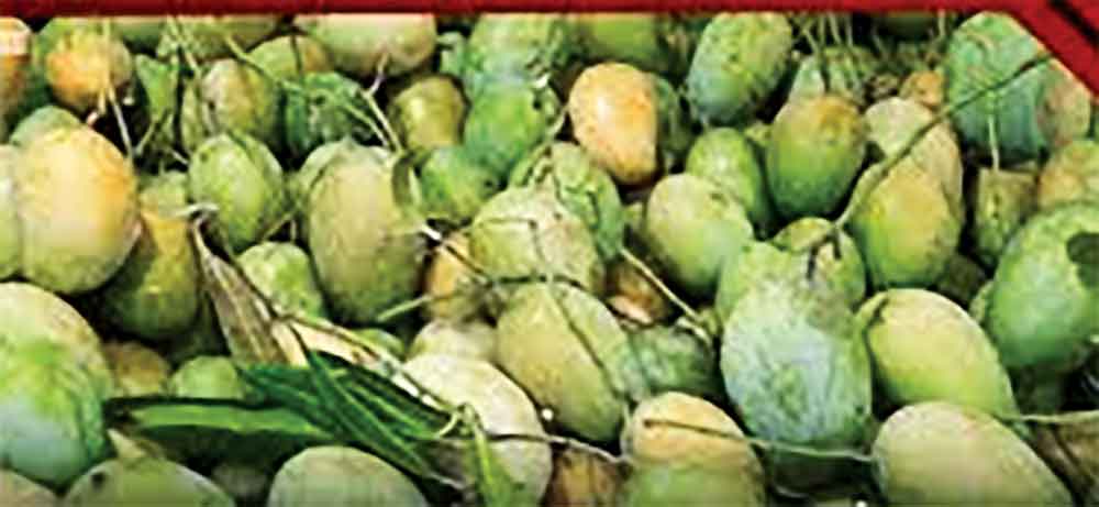 ভরা মৌসুমেও আমের দাম চড়া
