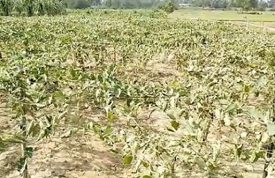 শত্রুতার জেরে ৩ লাখ টাকার পটল ক্ষেত কেটে সাবাড়