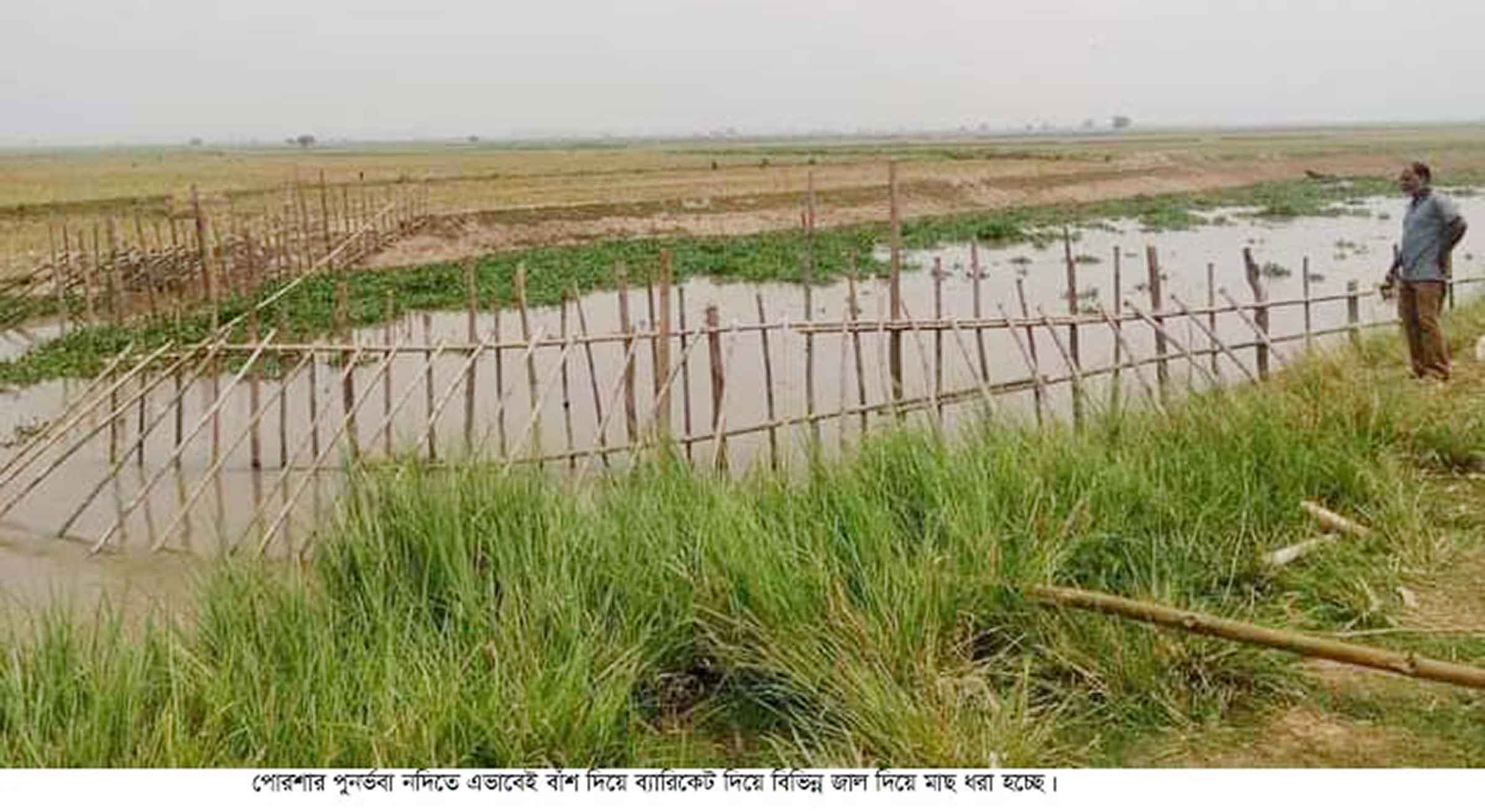 পুনর্ভবায় অবৈধ সুতিজালে পোনাসহ বিভিন্ন প্রজাতির মাছ নিধন
