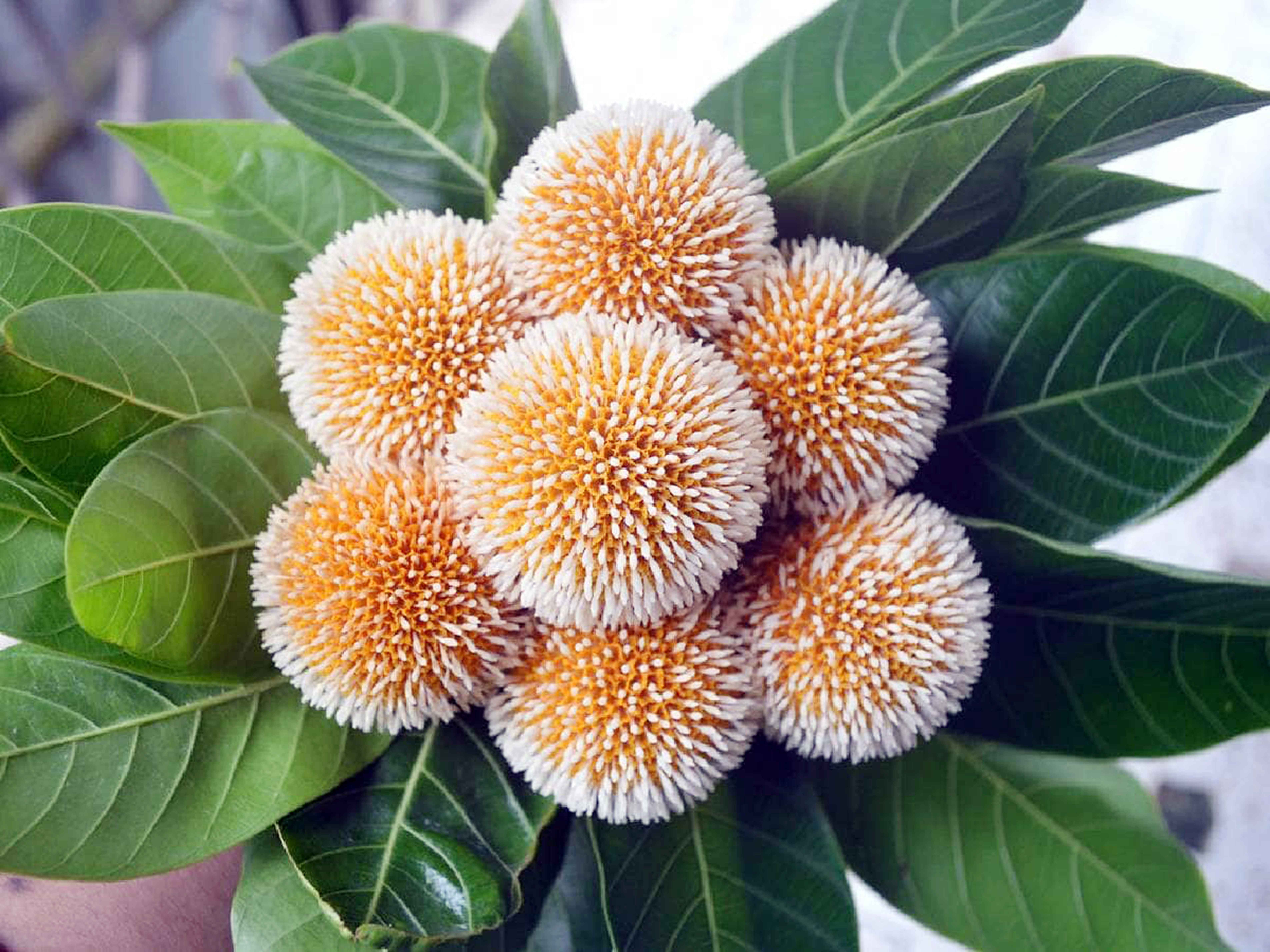 হাওড়ে শুভ্রতা ছড়াচ্ছে বর্ষার কদম ফুল
