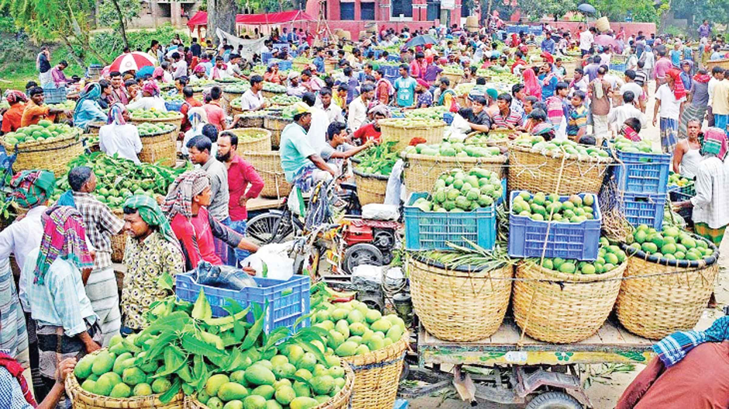 আম চাষে বিস্ময়কর বিপস্নব রপ্তানি আয় বাড়ছে দ্বিগুণ