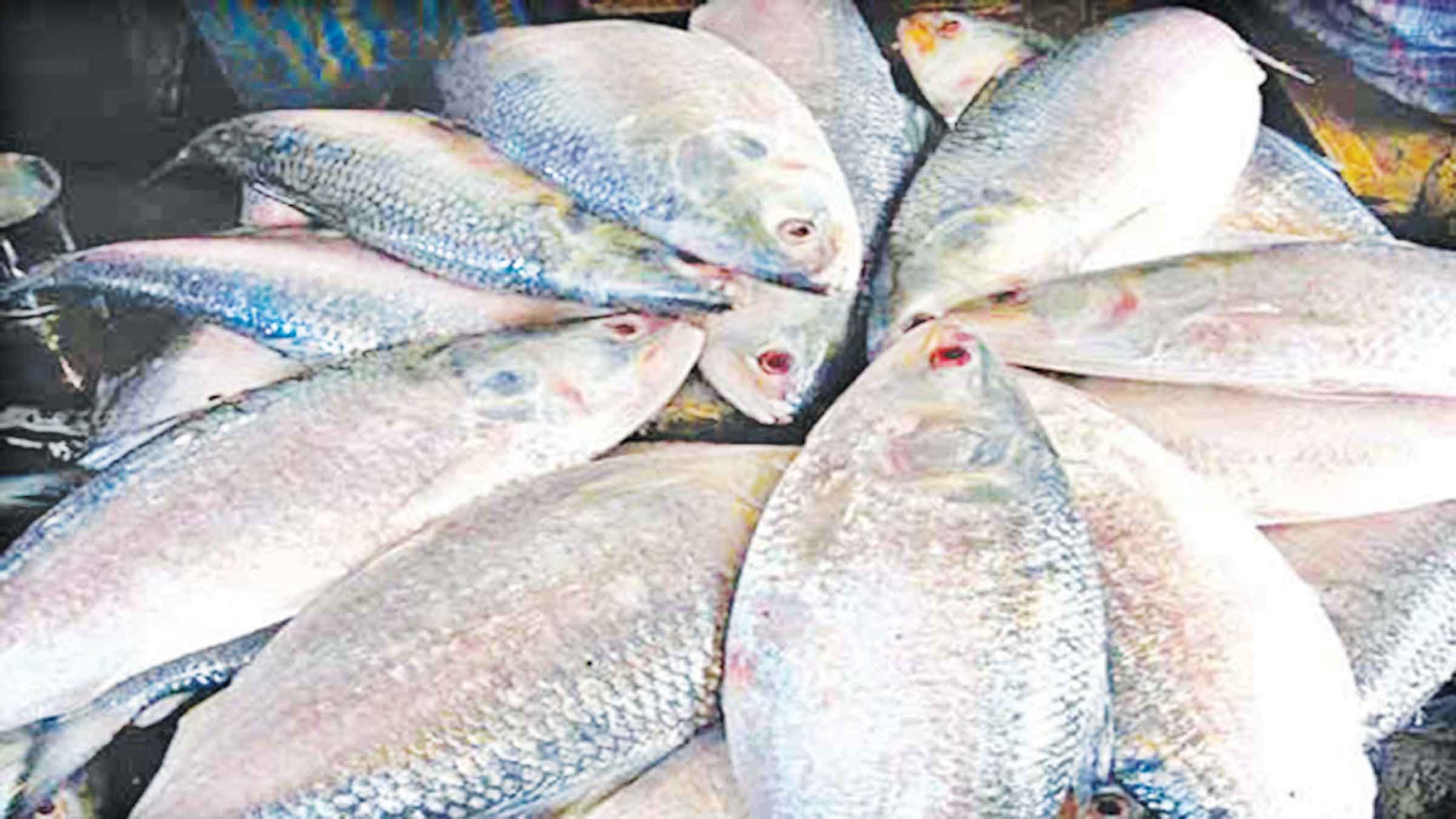 ইলিশ উৎপাদনে প্রথম বাংলাদেশ