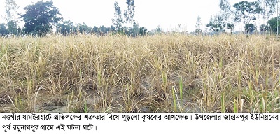 ধামইরহাটে প্রতিপক্ষের বিষে পুড়ল আখক্ষেত