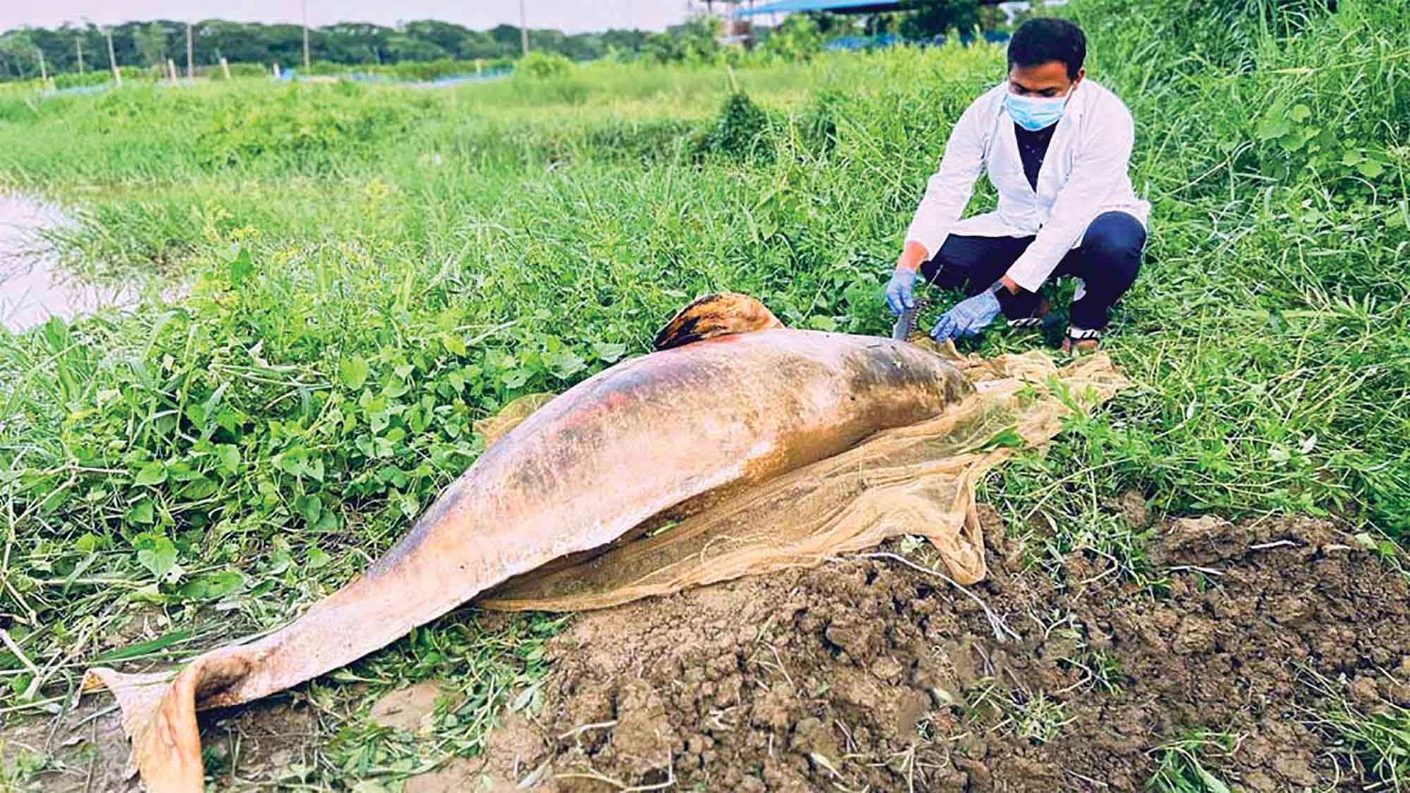 হালদায় ভয়াবহ দূষণে মরছে মা মাছ-ডলফিন