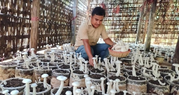 মানিকছড়িতে মাশরুম চাষে সফল প্রকৌশলী সানি মারমা