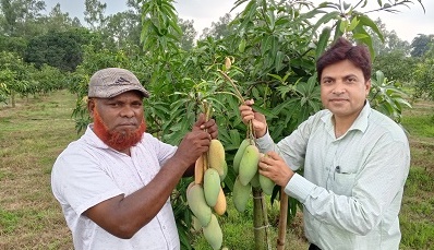 বিরলের ব্যানানা আম এখন যাচ্ছে  বিদেশ