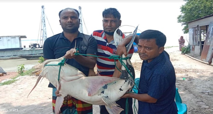 গোয়ালন্দে পদ্মায় জেলের জালে ২৫ কেজির বাঘাইড়
