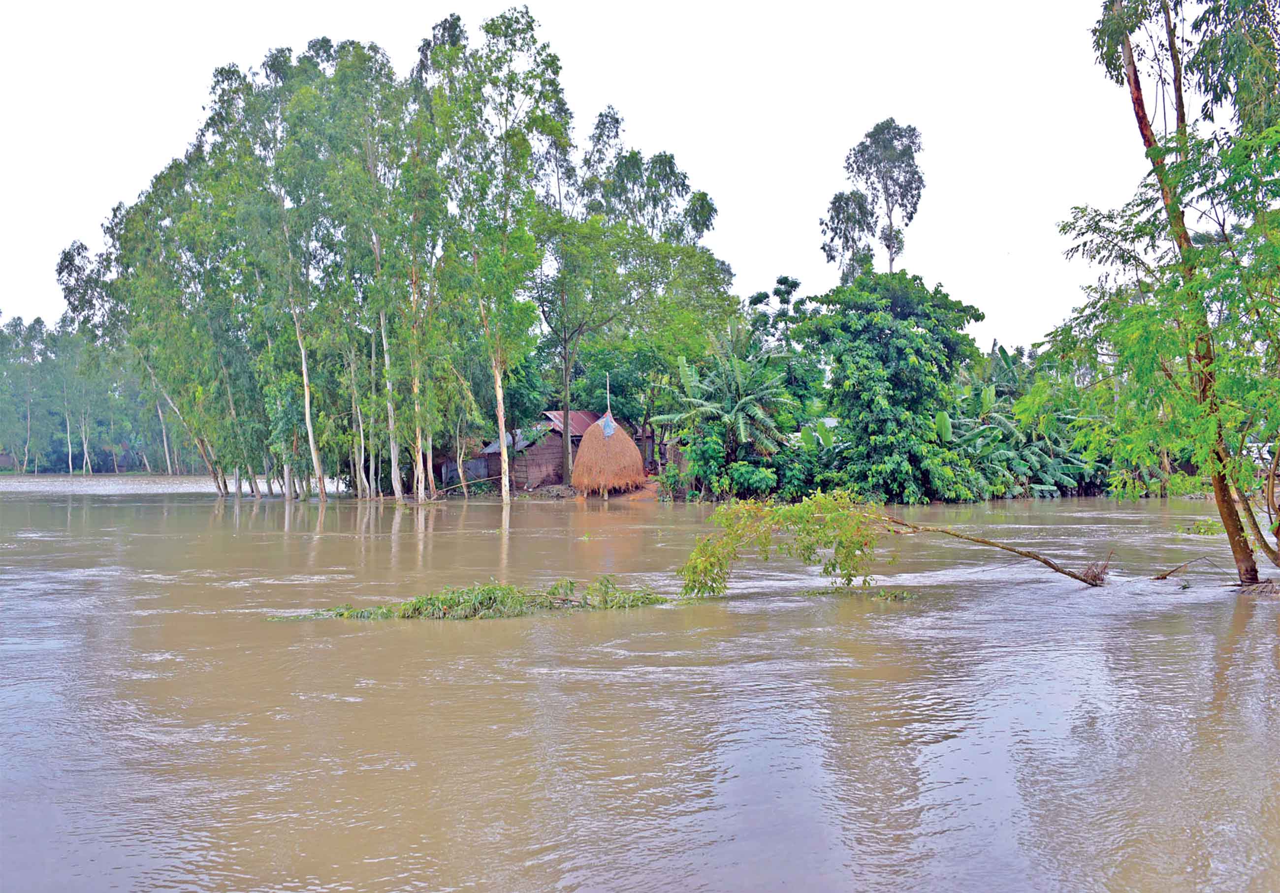 বেরিয়ে আসছে ক্ষত বাড়ছে রোগবালাই