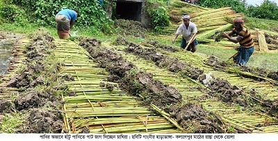 গাংনীর পাটচাষিদের দুশ্চিন্তার শেষ নেই