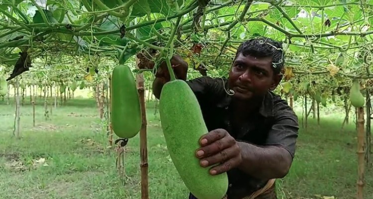 কারফিউ জারিতে মেহেরপুরে সবজি চাষীদের মাথায় হাত