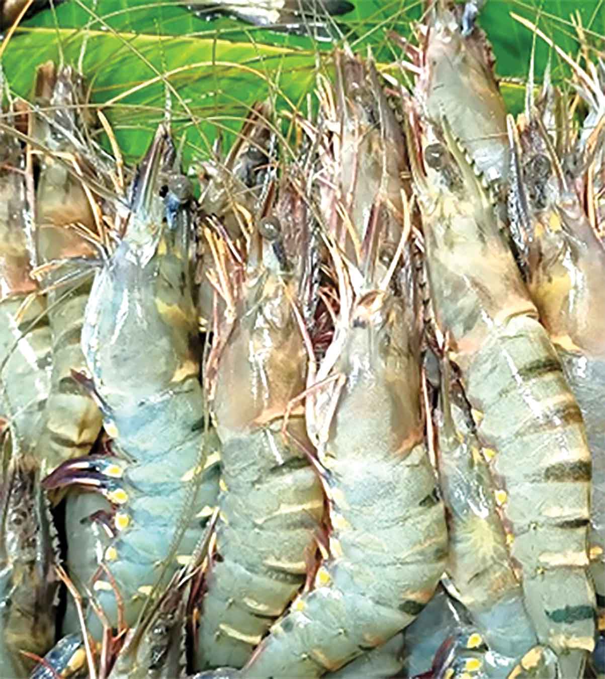 হিমায়িত চিংড়ি খাতের ক্ষতি প্রায় ১শ' কোটি টাকা