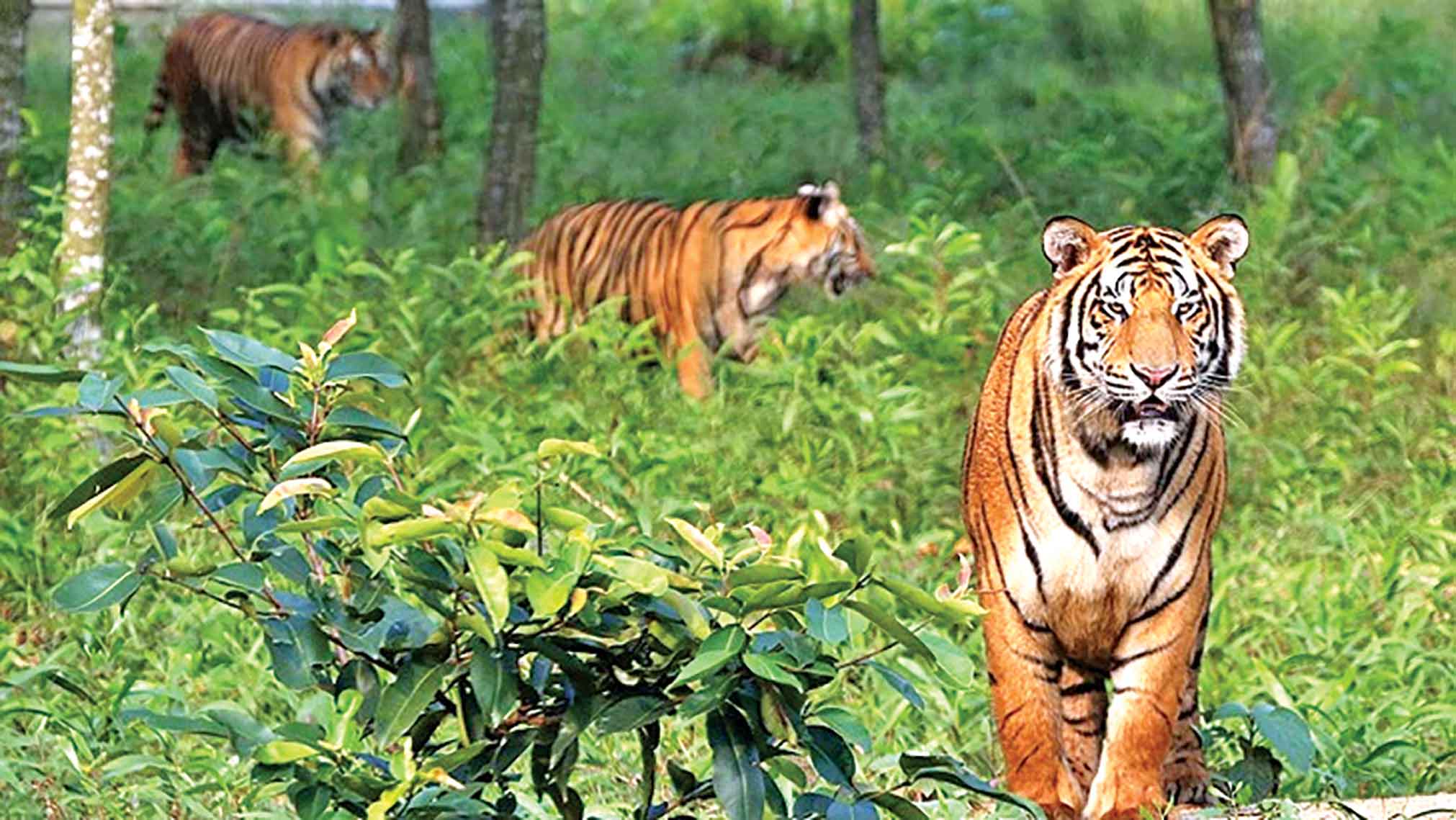 সুন্দরবনে বাঘ বাড়ার সম্ভাবনা