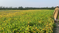 বশেমুরকৃবিতে জলাবদ্ধতা সহনশীল  উচ্চ ফলনশীল জাতের বিইউ সয়াবিন-৫ উদ্ভাবন 