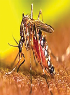 জলবায়ু পরিবর্তনে বর্ষায় বাড়ছে ডেঙ্গু-চিকুনগুনিয়া