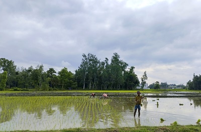 ক্ষেতলালে আমন ধান রোপণে ব্যস্ত কৃষক