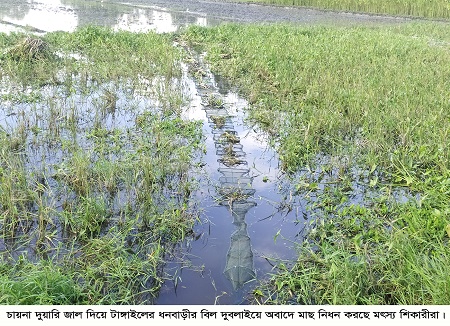 ধনবাড়ীতে চায়না জালে পোনা মাছ নিধন