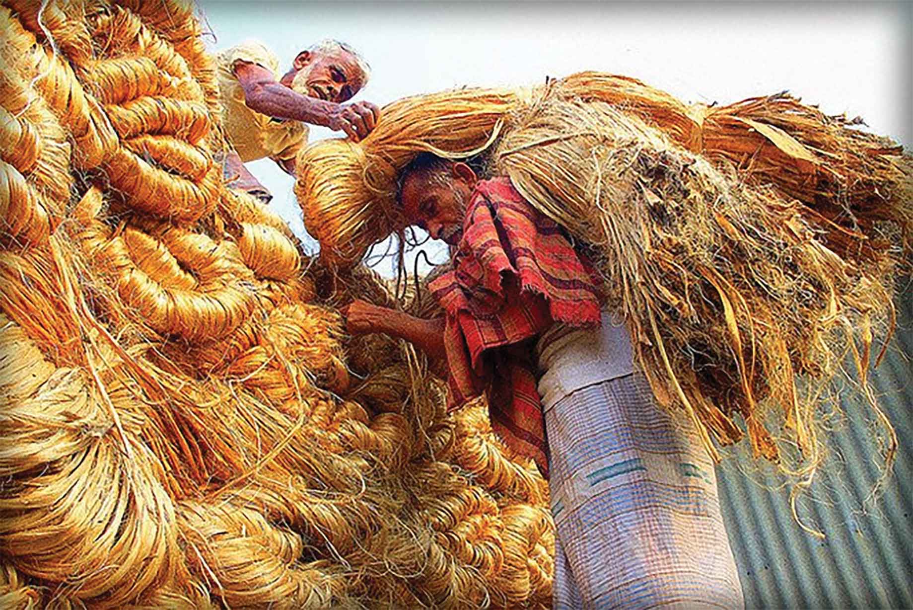 পাটের দরপতনে হতাশ কৃষক