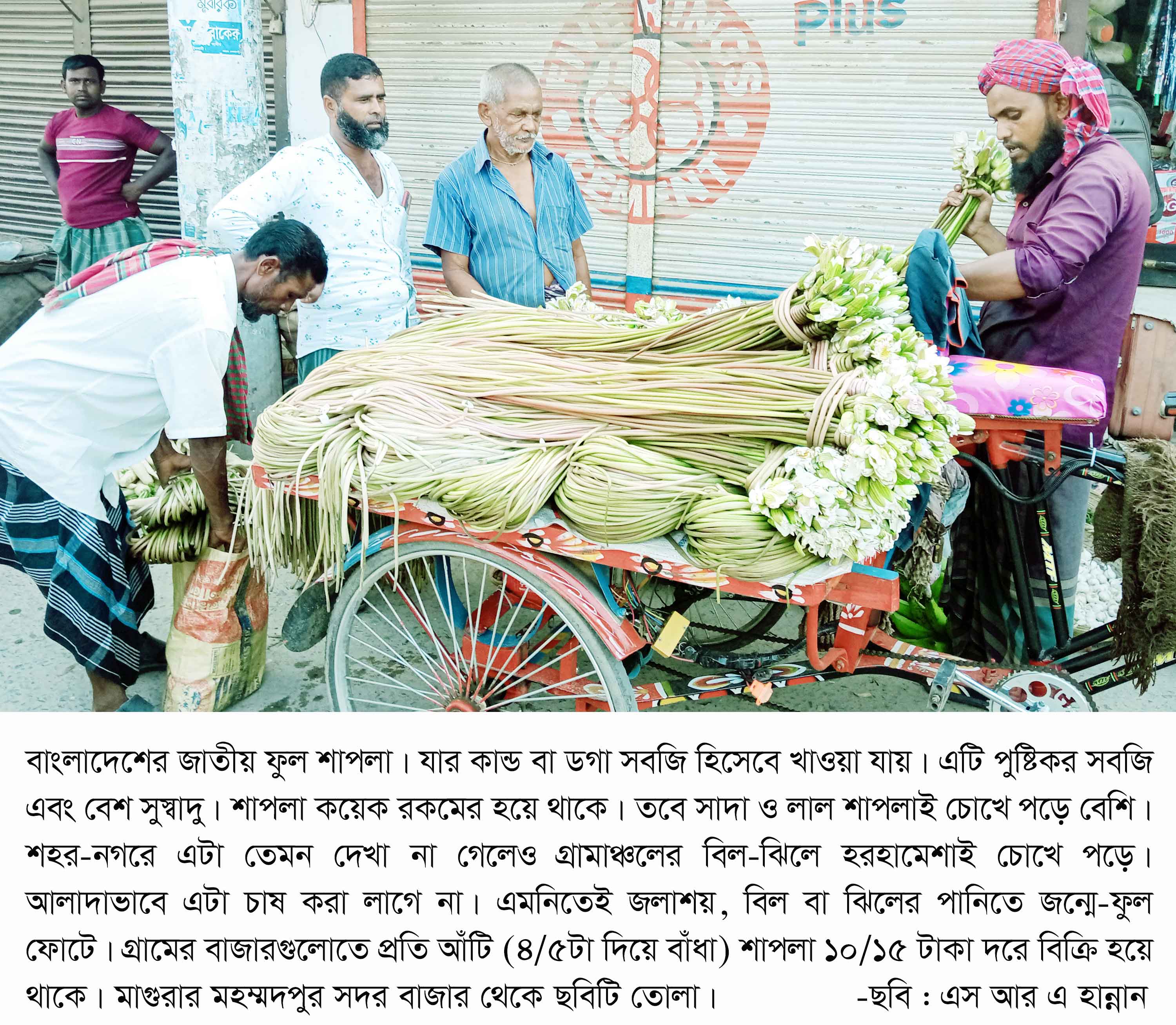 পুষ্টিকর সবজি জাতীয় ফুল 'শাপলা'