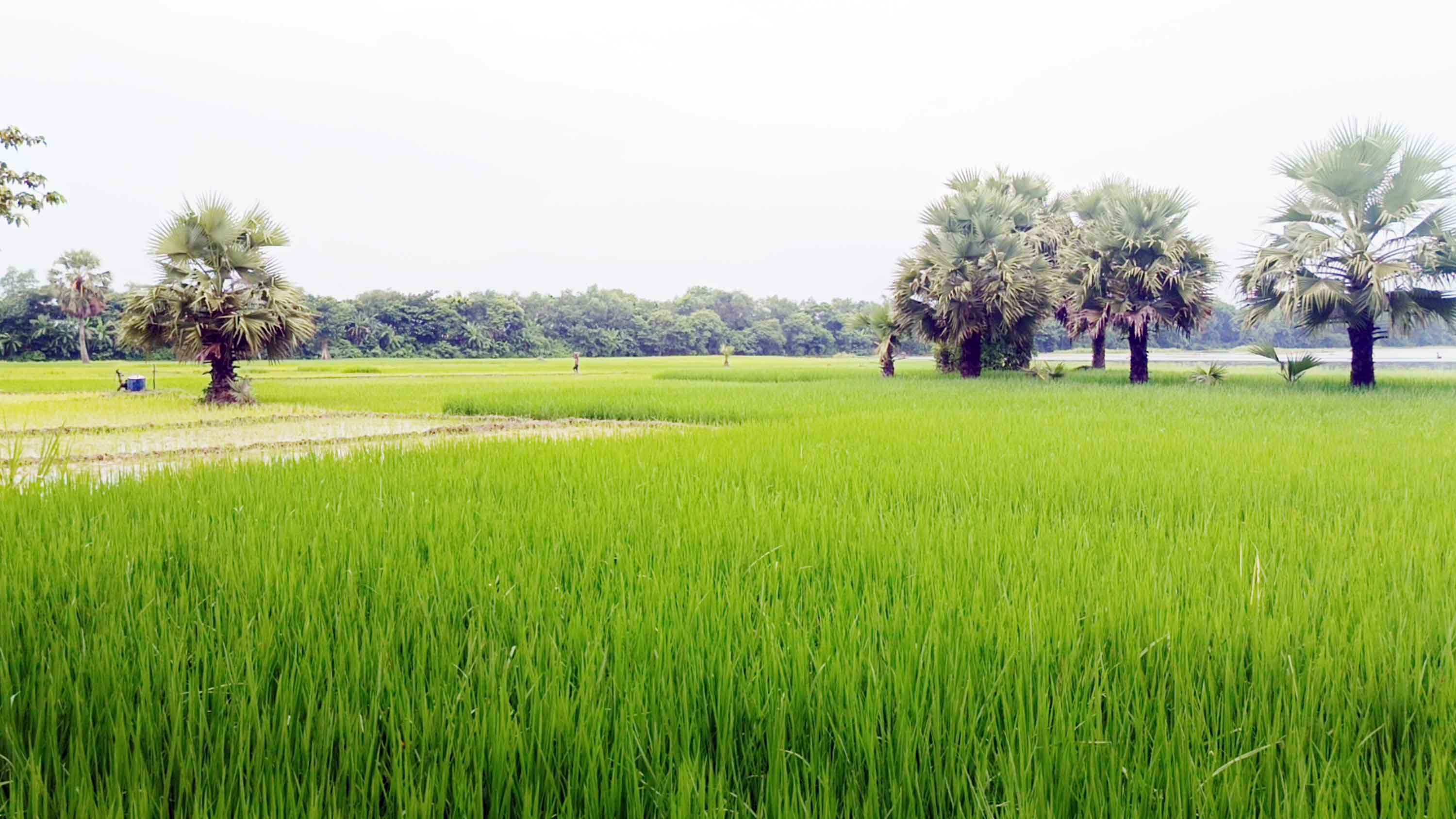 সার ও কীটনাশকের দাম কমানোর দাবি চাষিদের
