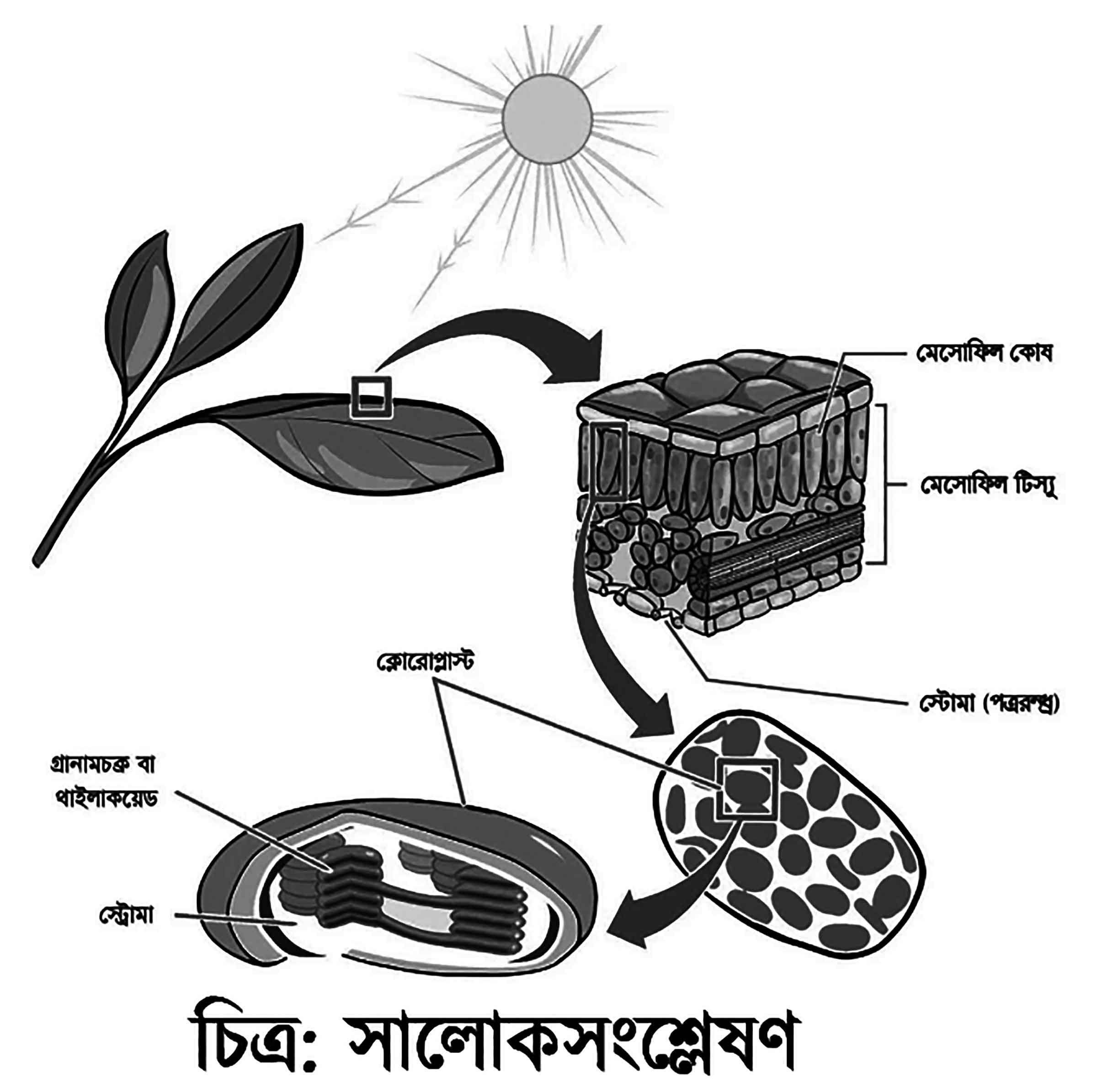 পঞ্চম শ্রেণির বিজ্ঞান