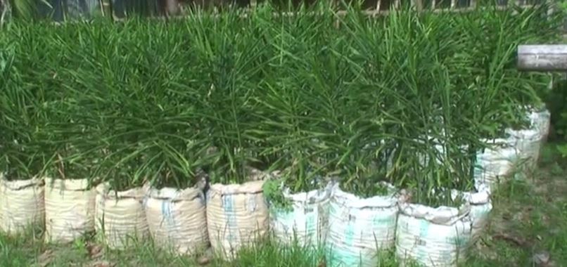 গোবিন্দগঞ্জে বস্তায় আদা চাষ করে আর্থিক ভাবে লাভবান কৃষক বেড়েছে পতিত জমির ব্যবহার