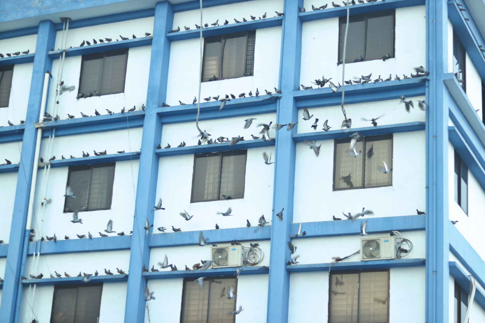 পাবিপ্রবির সৌন্দর্যের সঙ্গী জালালি কবুতর