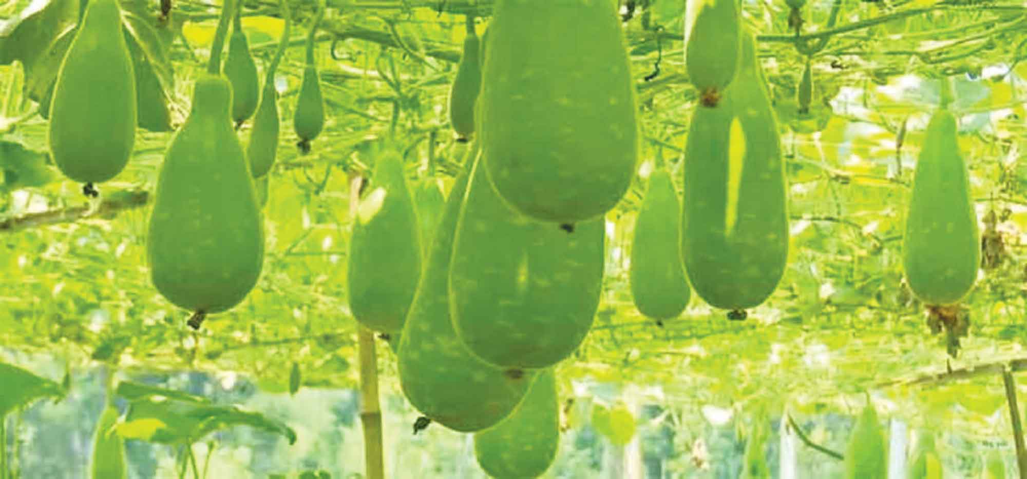 সবজি উৎপাদনে সমৃদ্ধ অর্থনীতি
