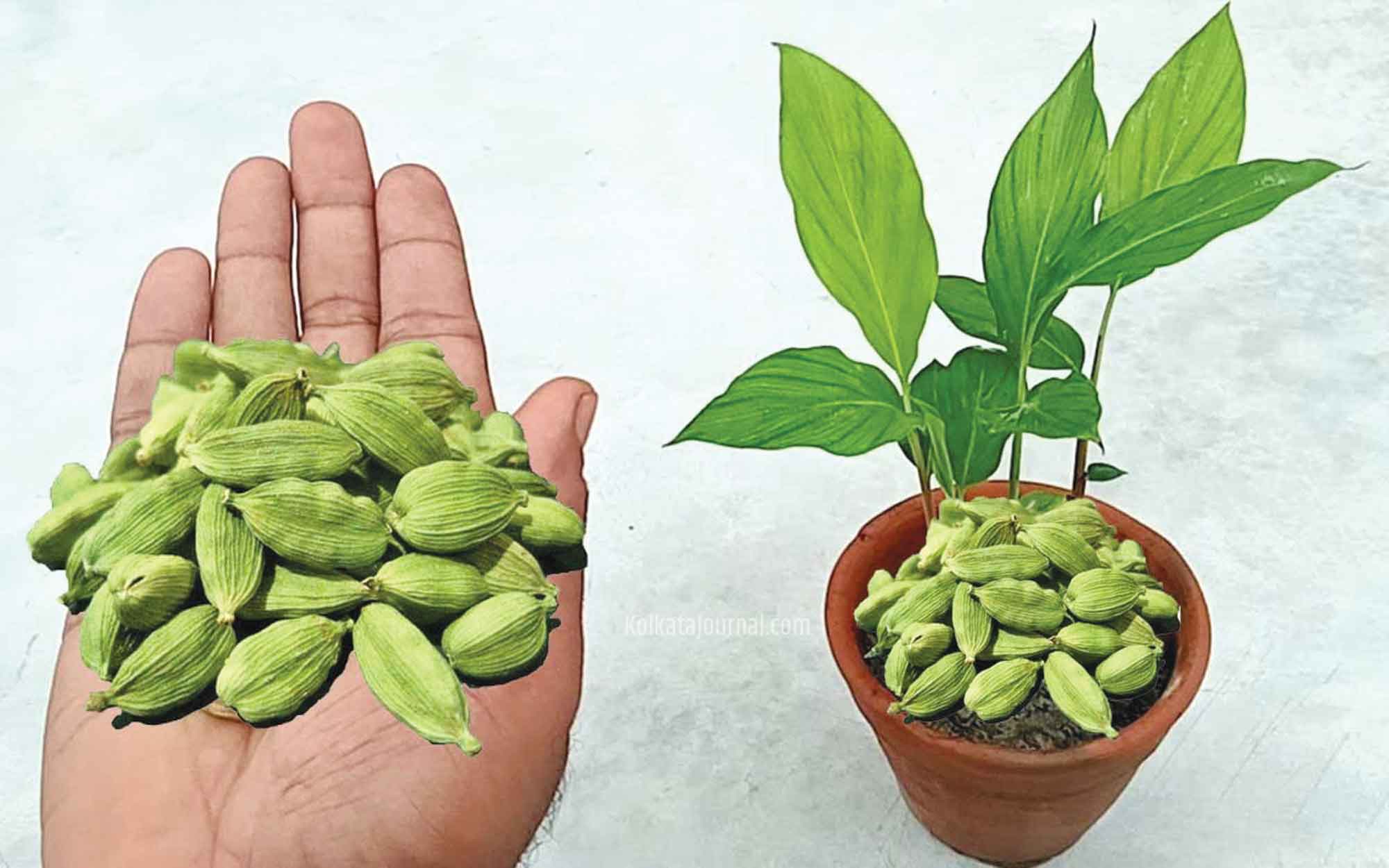 বাড়ির টবে চাষ করতে পারেন সুস্বাদু এলাচ
