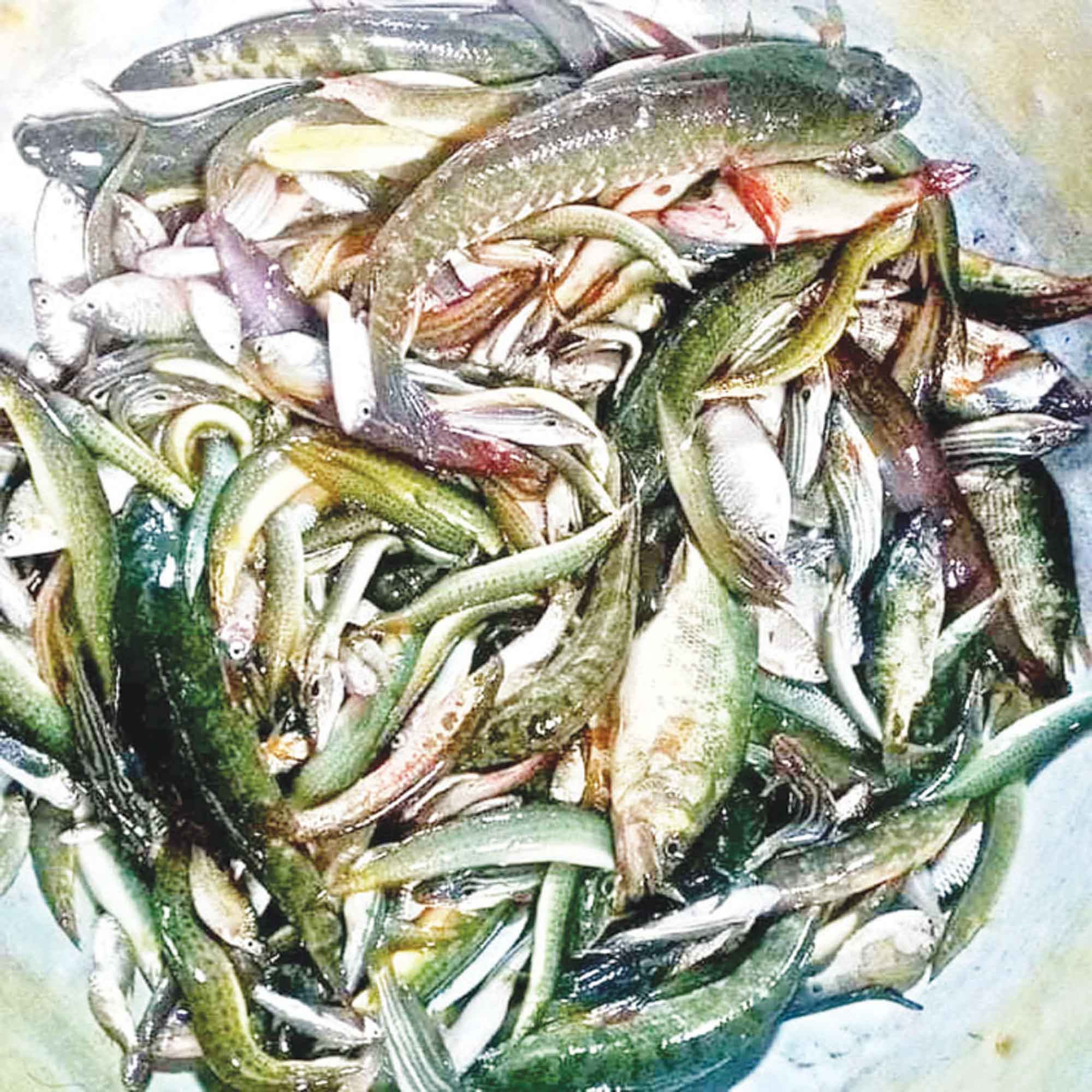 হারিয়ে যাচ্ছে মুক্ত জলাশয়ের দেশি মাছ