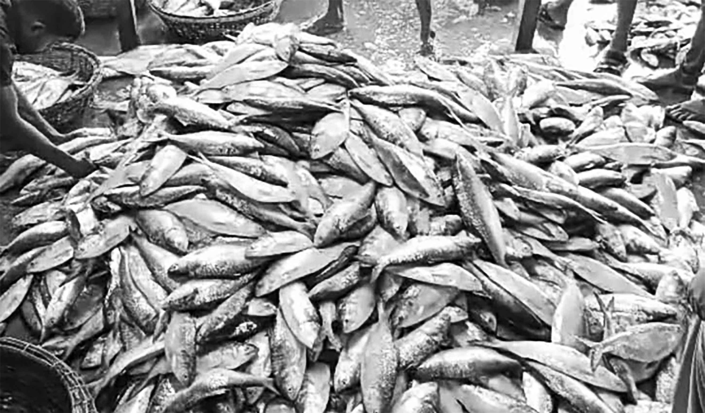 ইলিশ হোক সবার কাছে সহজলভ্য