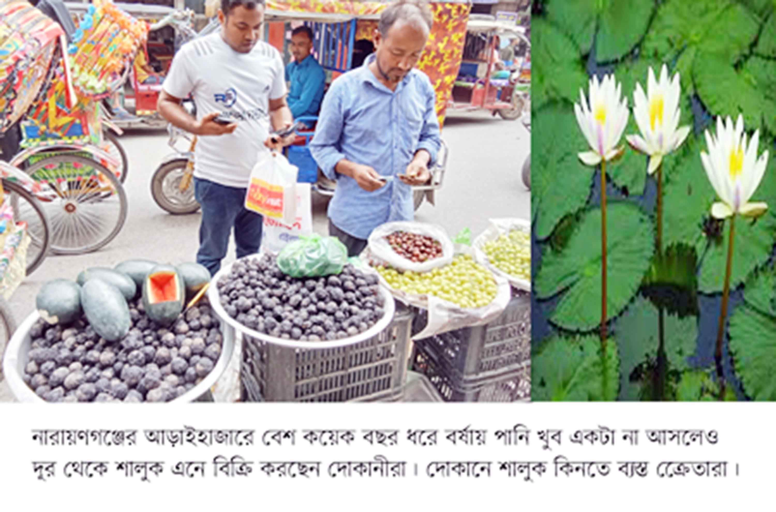 আড়াইহাজারে উৎপাদন না হলেও বাজারভর্তি শালুক