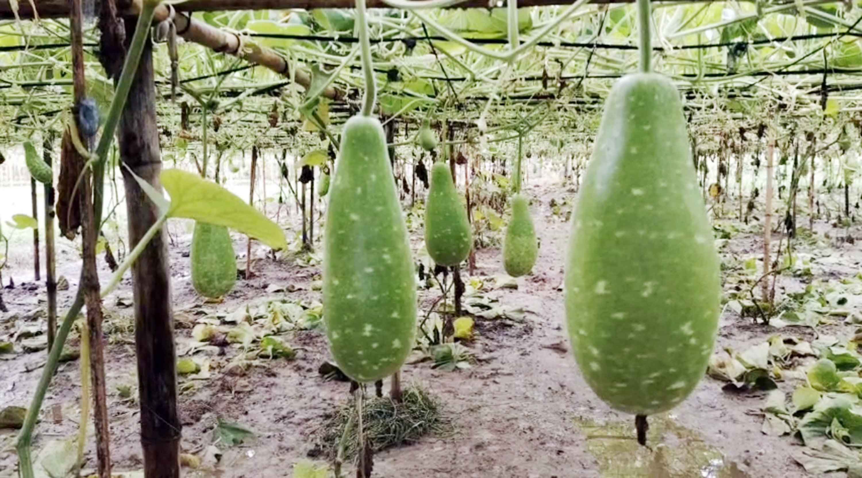 মালচিং পদ্ধতিতে গ্রীষ্মকালীন লাউ চাষে সফলতা