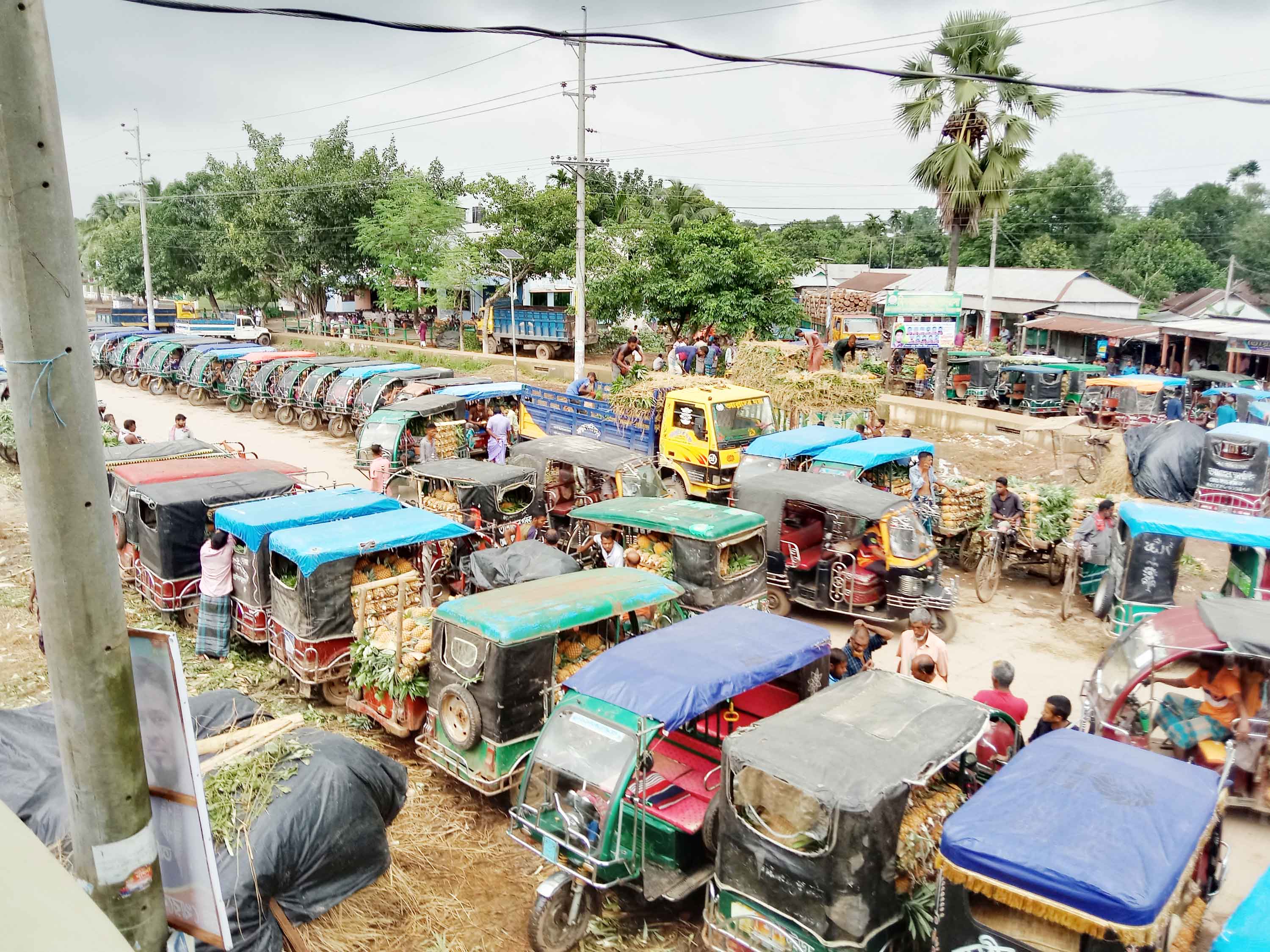 মধুপুর গড়ে আনারসের ভালো ফলনেও দামে হতাশ কৃষক