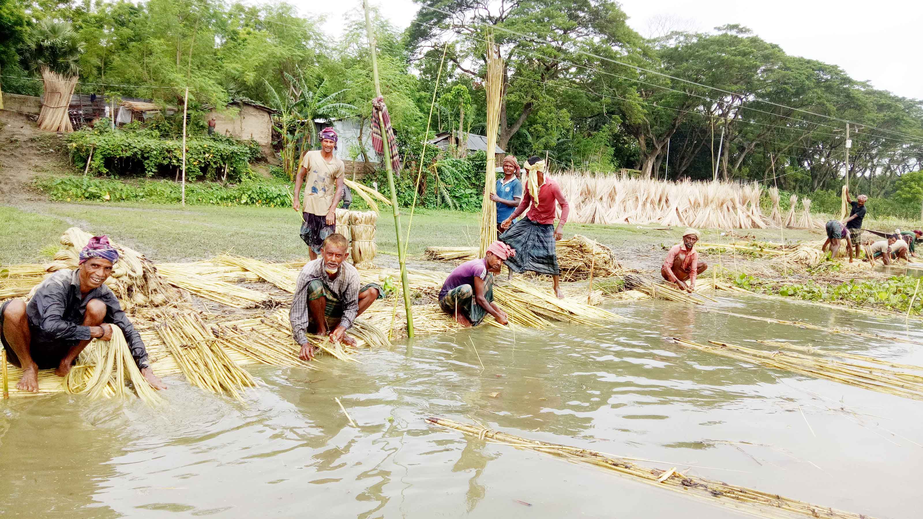 পাটের ফলন ও দাম নিয়ে হতাশ কৃষক