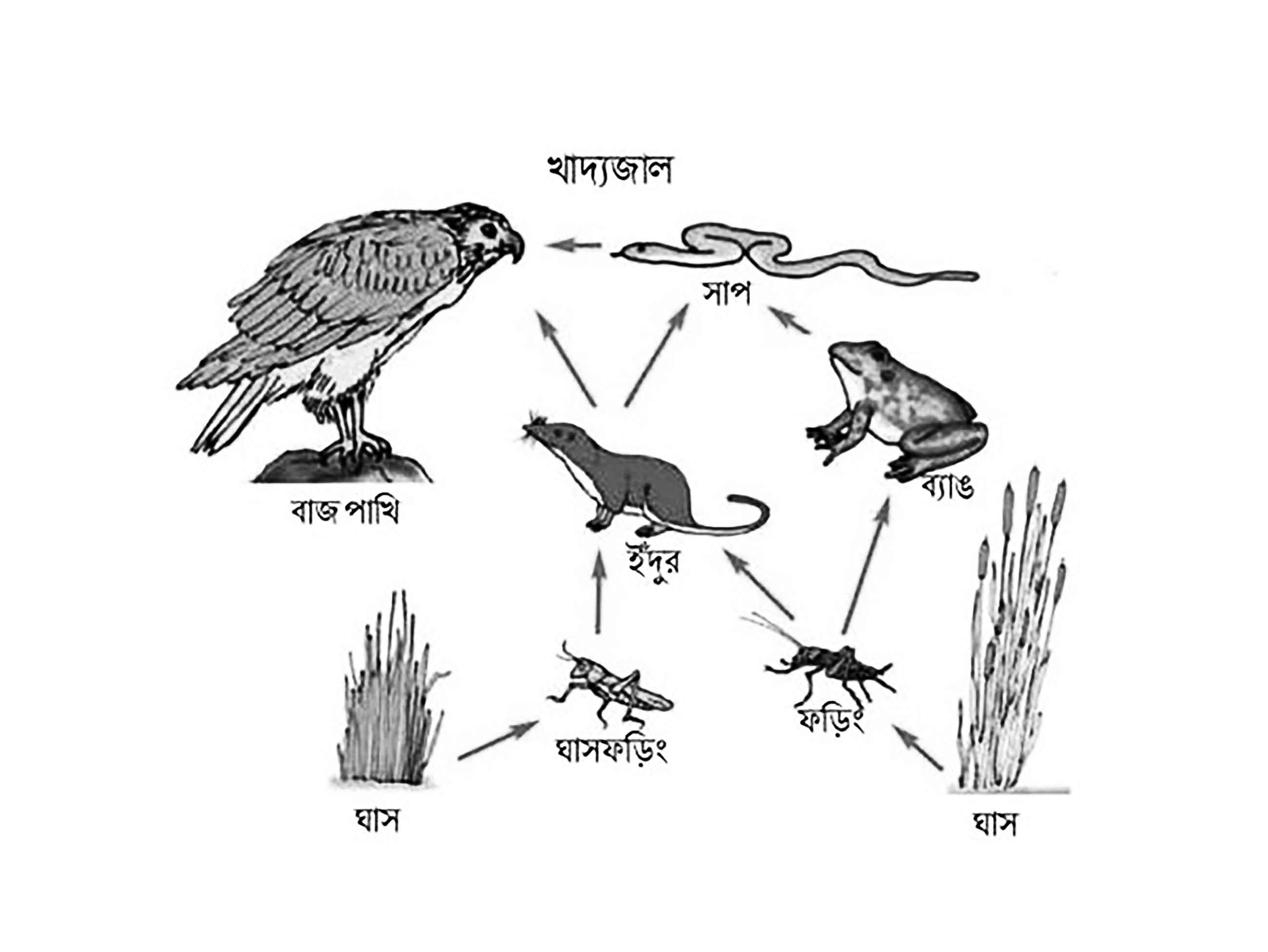 পঞ্চম শ্রেণির বিজ্ঞান