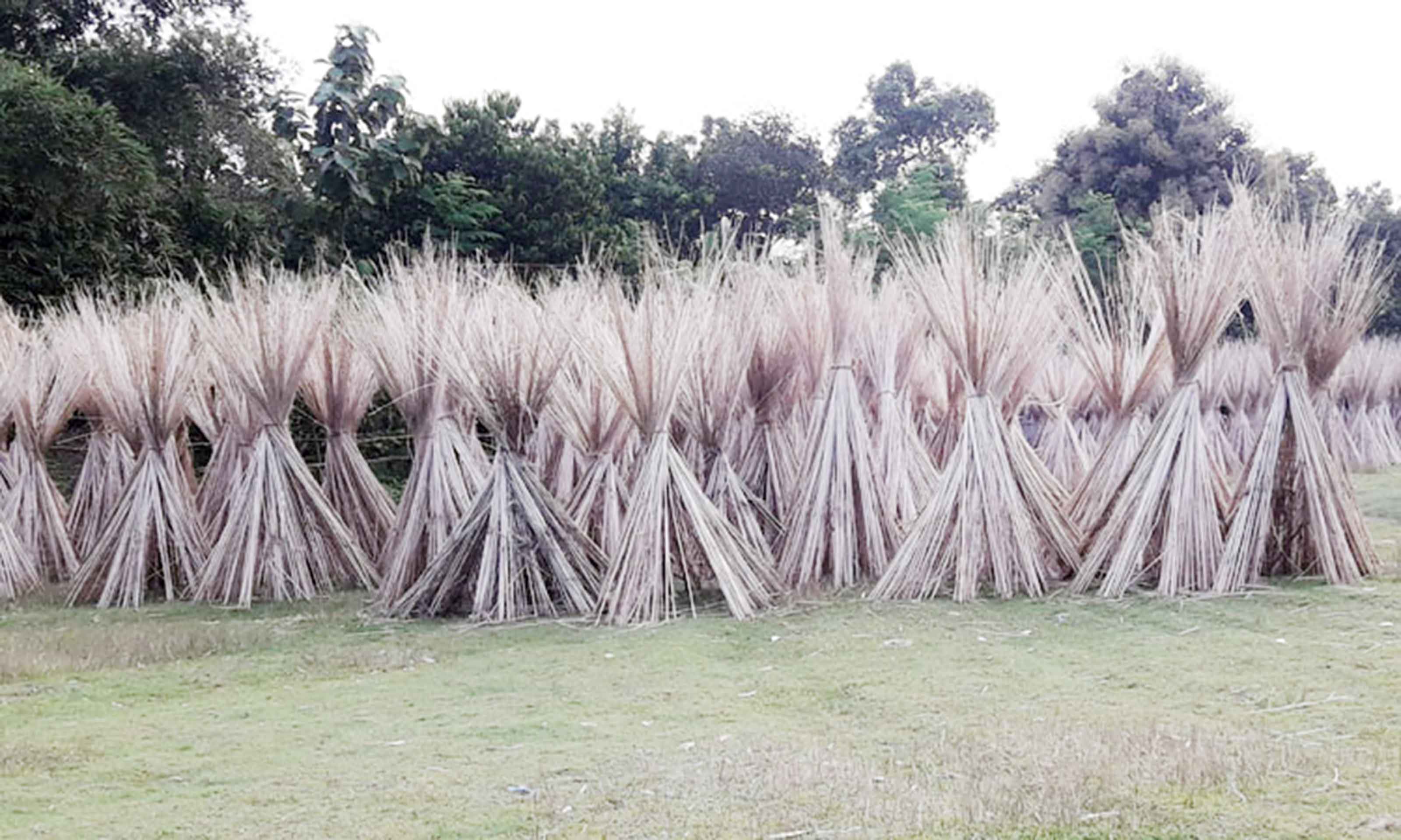 গাংনীতে কৃষকদের ভরসা এখন পাটকাঠি