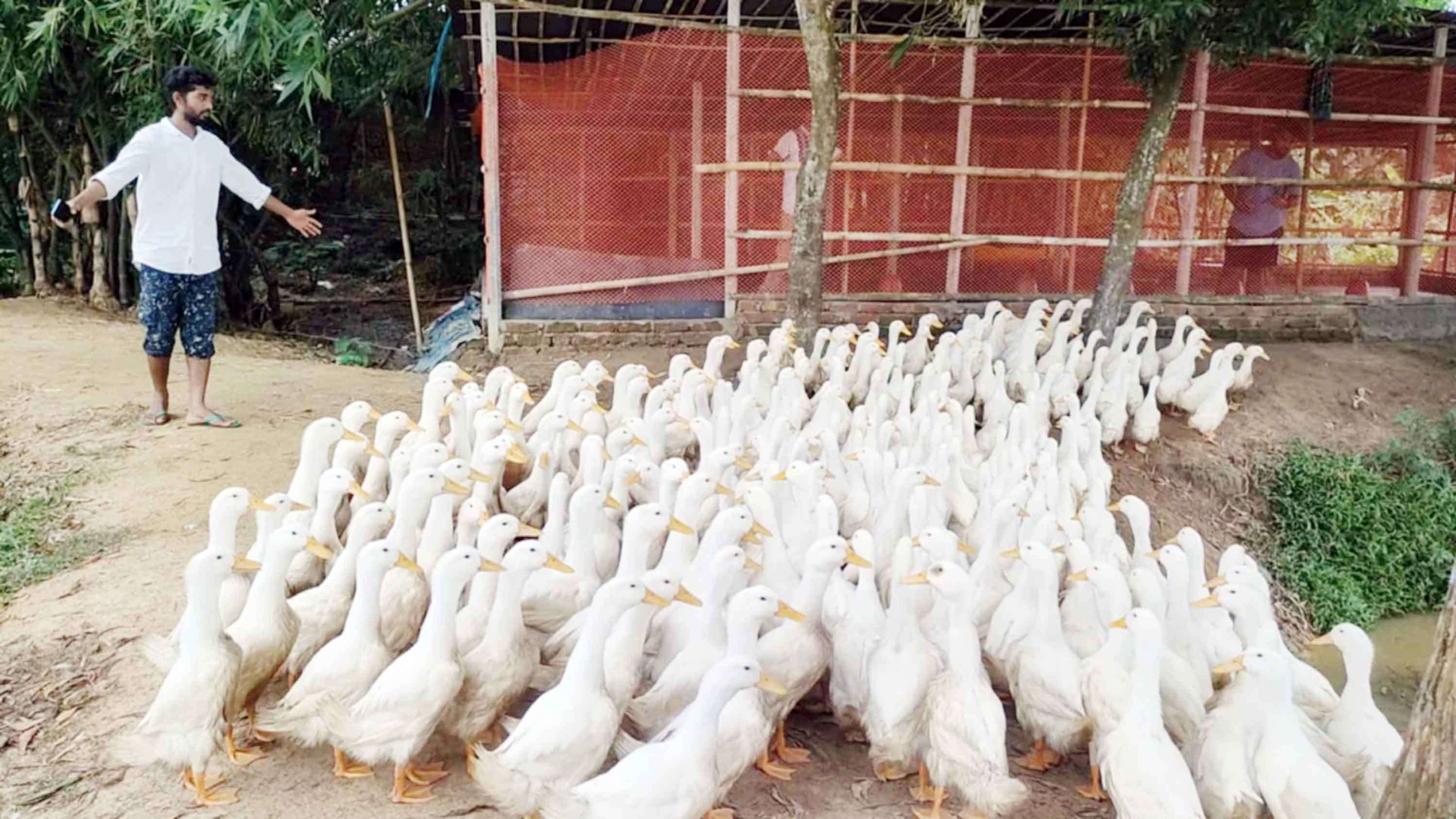 আখাউড়ায় হাঁসের খামার করে স্বাবলম্বী যুবক