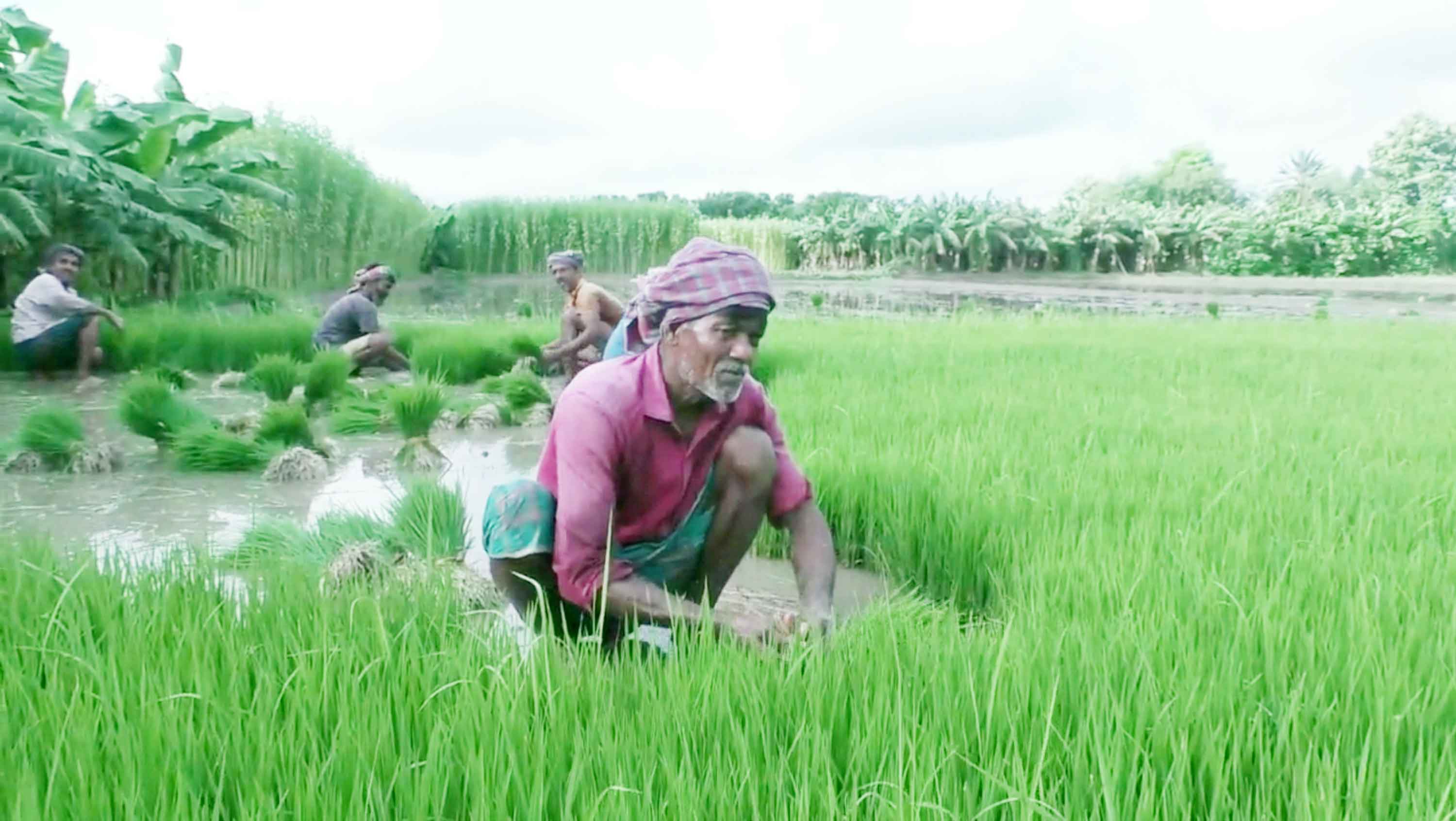 মেহেরপুরে খরার কবলে রোপা আমন আবাদ