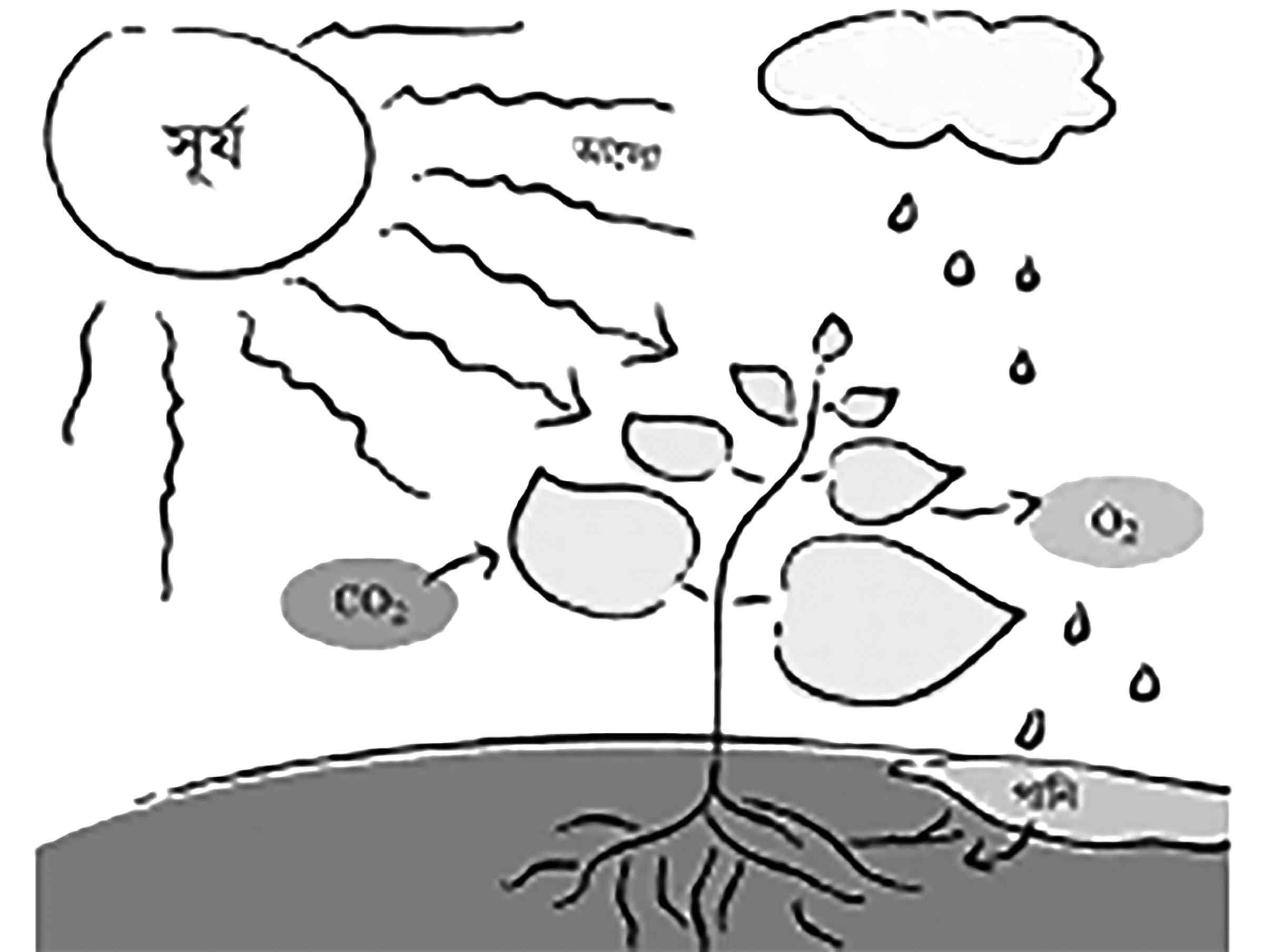 পঞ্চম শ্রেণির বিজ্ঞান
