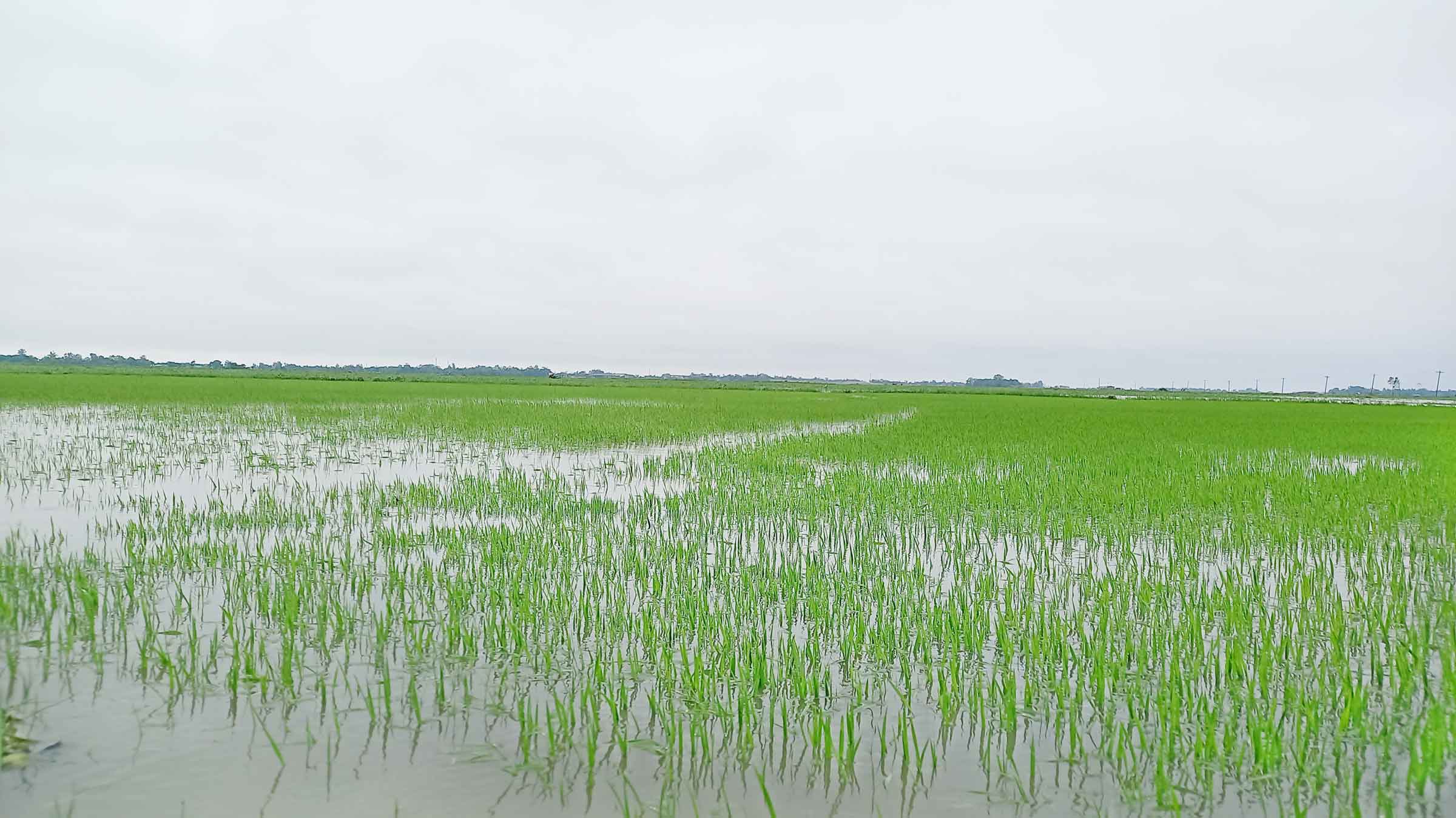 নদীর পানি হাওড়ে, আজমিরীগঞ্জে হুমকিতে আমনের আবাদ