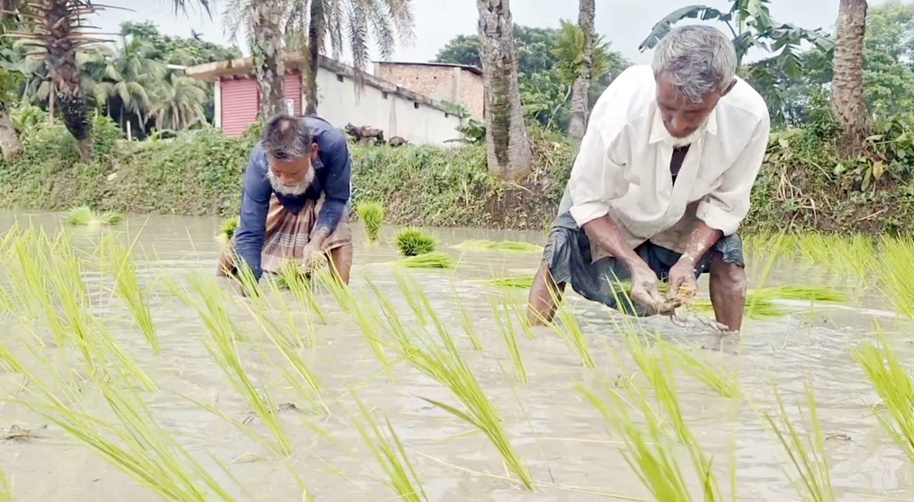 চাঁদপুরে জলাবদ্ধতায় আমনসহ আখের ব্যাপক ক্ষতি