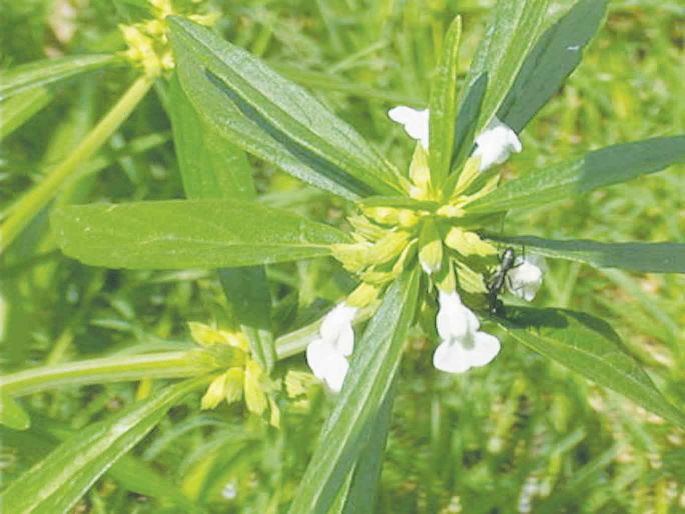 দন্ডকলসের ঔষধি গুণ