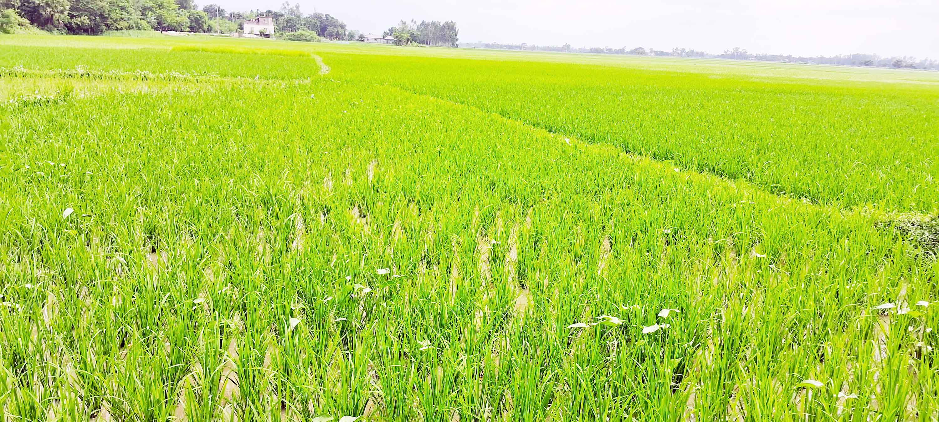 আবহাওয়া অনুকূলে থাকায় পার্বতীপুরে আমনের মাঠে সবুজের সমারোহ