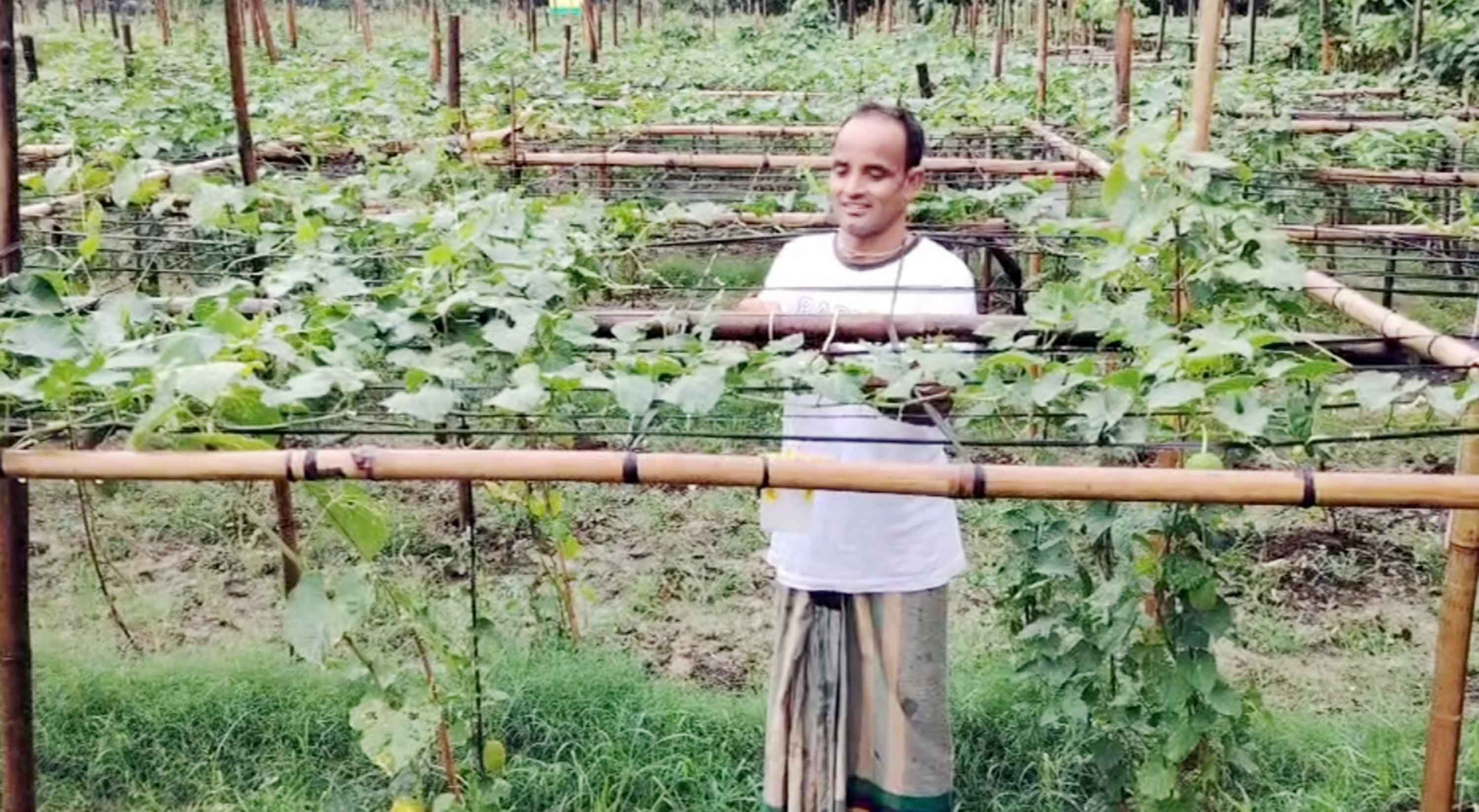 কালীগঞ্জে কৃষি প্রযুক্তি ব্যবহার করে কাকরোল চাষ, কৃষকের মুখে হাসি