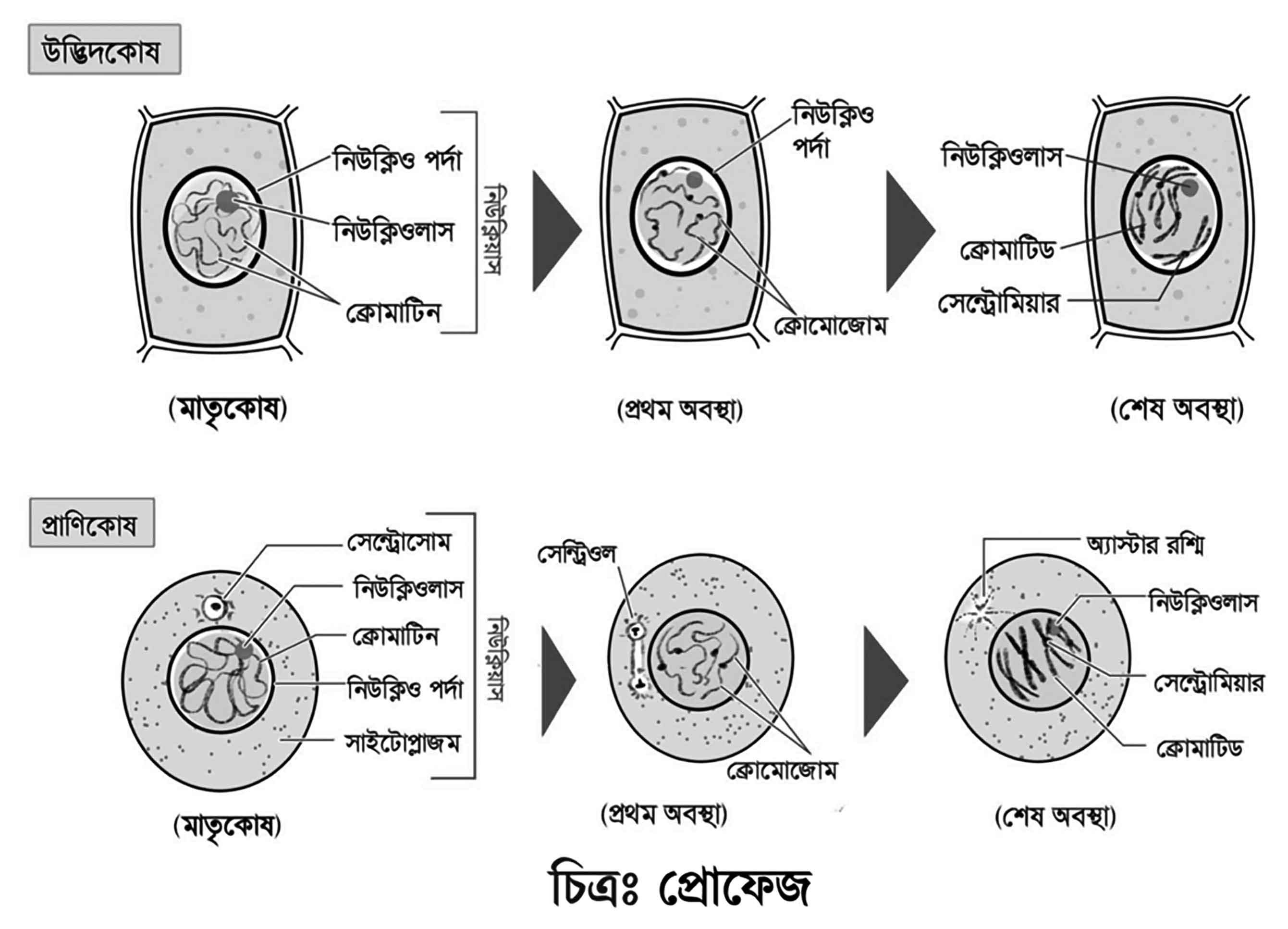 অষ্টম শ্রেণির বিজ্ঞান অনুসন্ধানী পাঠ