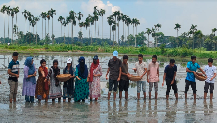 বন্যাদুর্গত কৃষকদের পাশে দাঁড়াতে বাকৃবিতে শুরু হয়েছে ধান বীজ বপন