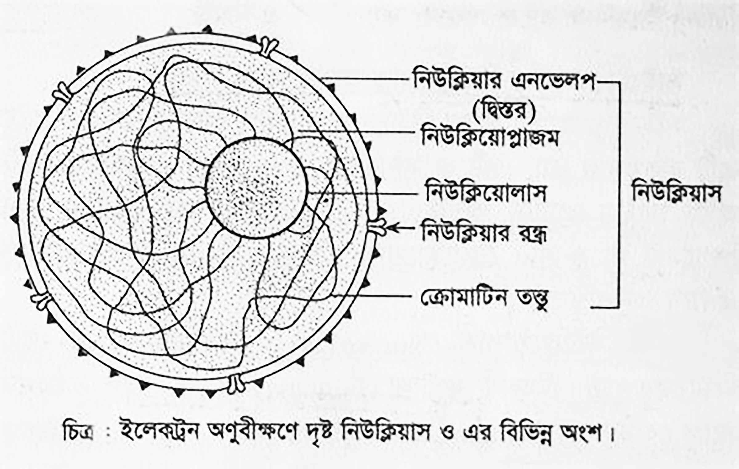 অষ্টম শ্রেণির বিজ্ঞান অনুসন্ধানী পাঠ