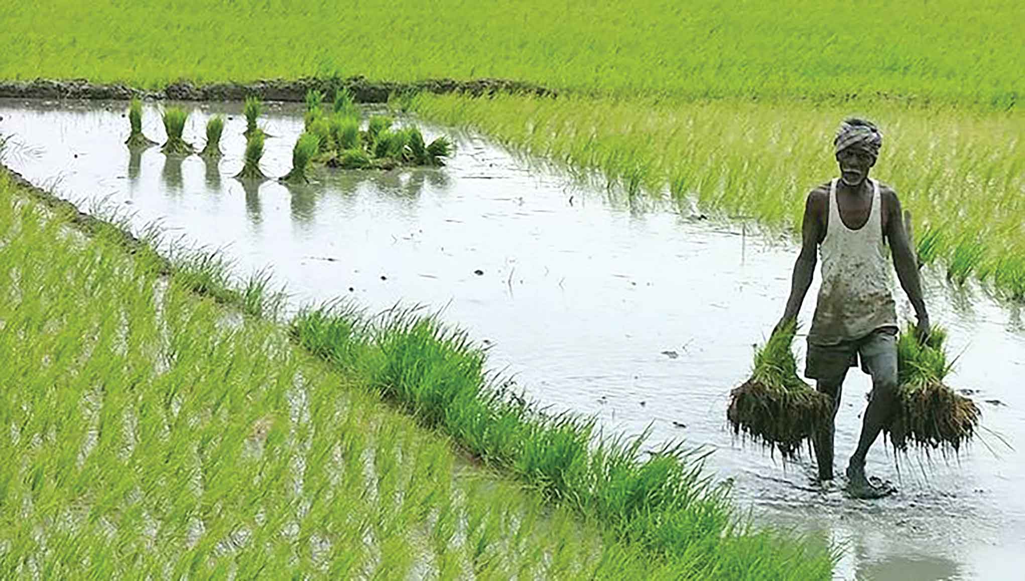 কৃষি খাতে ৩৮ হাজার কোটি টাকার ঋণ বিতরণের লক্ষ্য নির্ধারণ