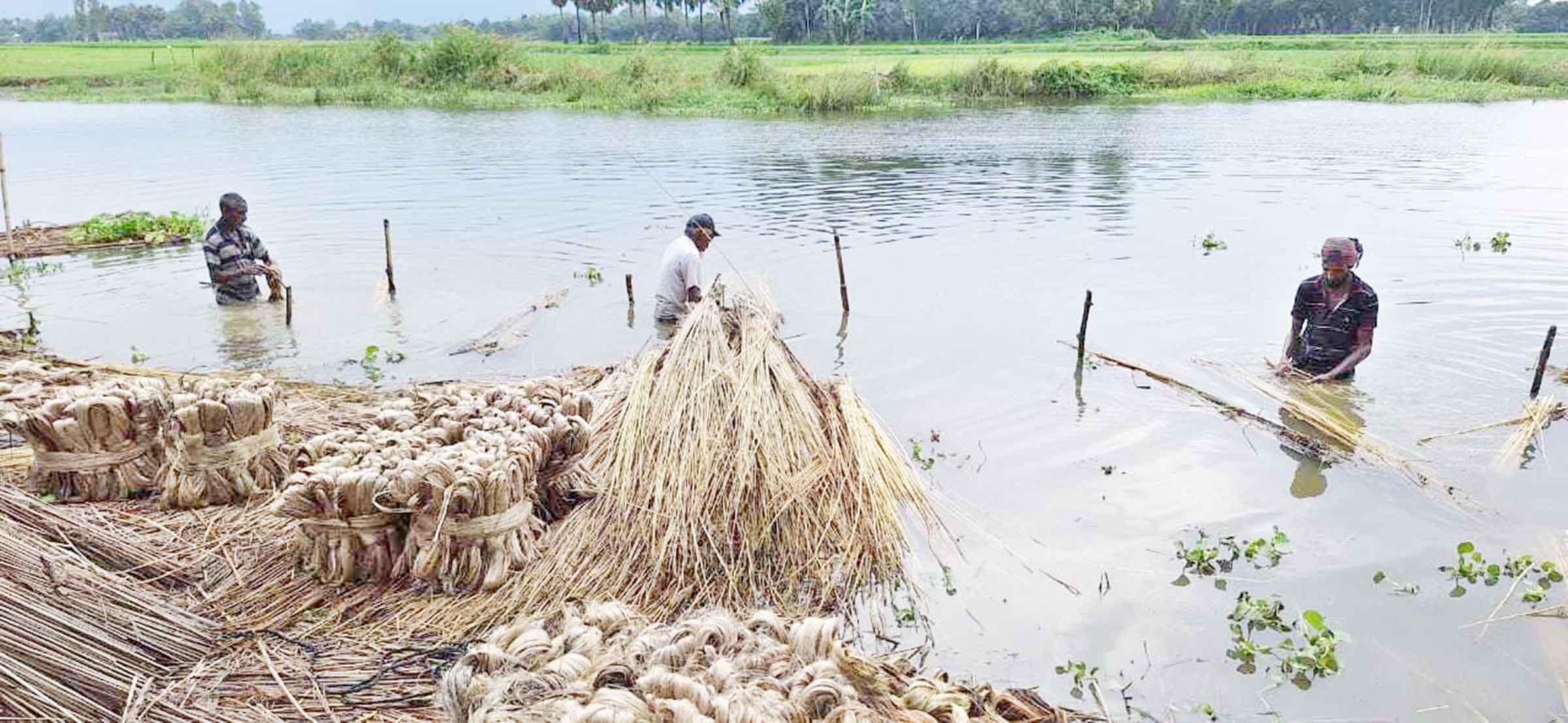 অতিরিক্ত খরা ও বন্যায় পাট চাষে ক্ষতিগ্রস্ত আত্রাইয়ের কৃষক