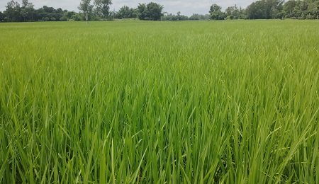 নিয়ামতপুরে আমন ধানের বাম্পার ফলনের সম্ভাবনা, স্বপ্ন গুনছে কৃষক
